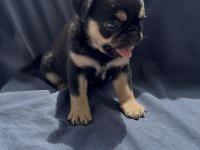 Black tan pug mops