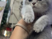 Scottish fold dişi blue golden