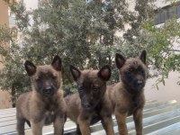 Belçika malinois kurdu yavrularımız