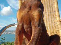 Kızıl asil doberman kardeş yavru 2
