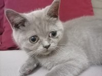 Erkek kedi