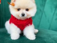 ORJİNAL GÜLER YÜZLÜ MALTİPOO YAVRUM