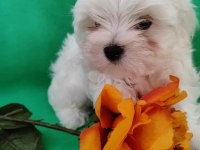Maltese Terrier Adrese Teslim, Kapıda Ödeme Yapabilirsiniz