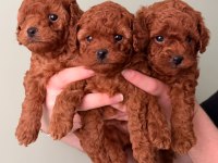 Orijinal Toy Poodle Yavrular Kütahya