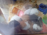 Yavru ve yetişkin hamster