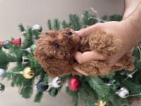 Erkek TOY POODLE yavru