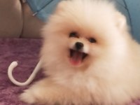 Pomeranian boo