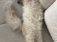 Blue point british longhair oğlumuza eş arıyoruz