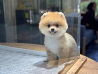 SAĞLIK VE IRK GARANTİLİ POMERANİAN KÖPEĞİMİZ