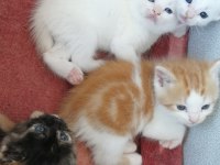 Satılık cins yavru british shorthair
