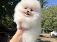 Mini Boy Üst Düzey Gülen Yüz Pomeranian Kızımız