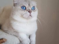 Muhteşem scottish fold güzellik