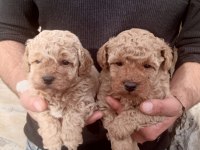 Terrier her renk uygun