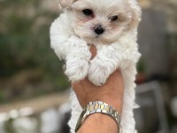 Maltese Terrier Yavrularımız
