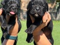 Cane corso yavrularımız çiftliğimızden