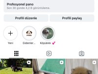 Orjinal golden retriever yavrular için geç kalmayın