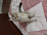 Golden British Shorthair