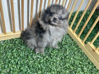 Pomeranian boo çikolata ve merle rengi