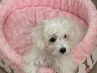 4 Aylık aşıları tam yavru maltipoo