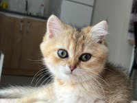 British Shorthair Kedisi