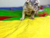 Irk garantili renkli gözlü french bulldog yavrular
