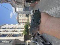 EL BESLEME SEVDA PAPAĞANLARI