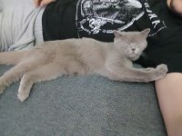 Eşyalarıyla 8 aylık dişi british shorthair