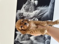 Mini toy poodle köpeğimiz