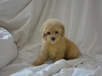 YENİ YIL MALTİPOO BEBEKLERİMİZ