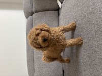 Dişi toy poodle