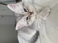 2 aylık british shorthair
