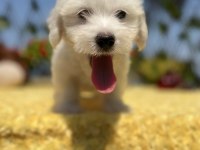 Harika Güzellikte Maltese Terrier Yavrular
