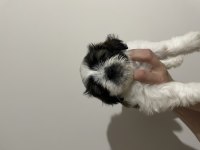 Shih tzu yavruları
