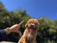 F1 Maltipoo Yavrumuz