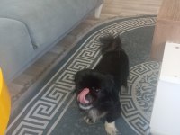 Sahiplendirme köpeğimize iyi bir yuva arıyoruz
