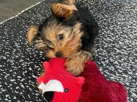 Dişi erkek yorkshire terrier