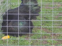 Alman australorp horoz