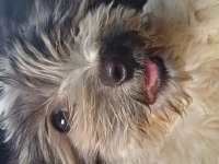 3.5 aylık Maltipoo