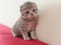 Scottish Fold Dişi