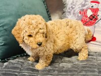 Safkan Maltipoo Bebeklerimiz