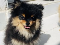 4 aylık güzeller pomeranian boo