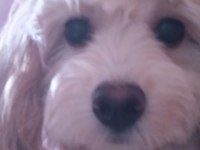 Anne maltipoo baba toy poodle