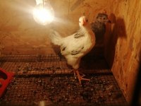 Susexs light ve amrucana mavici
