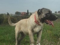 Anadolu aslanı köpeğimiz