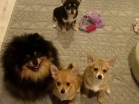 2,5 aylık chihuahua yavruları 2 erkek 1 dişi