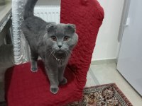 1,5 yaşında british shorthair oğlumuz alfa sahiplendirilecek