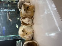 Ginepig Yavruları Gelmı̇ştir Citypetshop