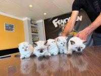 Kedi Dünyasından Renk Renk Brıtısh Yavrular Ankara