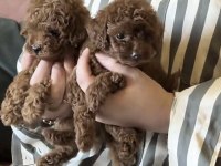 Toy Poodle Köpekler