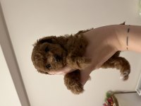 Toy poodle redbrown yavrular